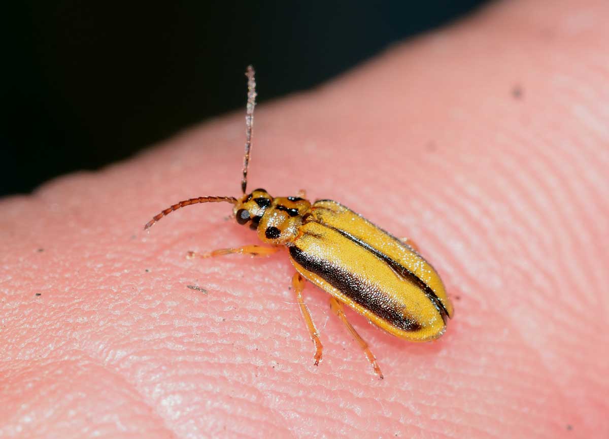 Xanthogaleruca luteola, Chrysomelidae