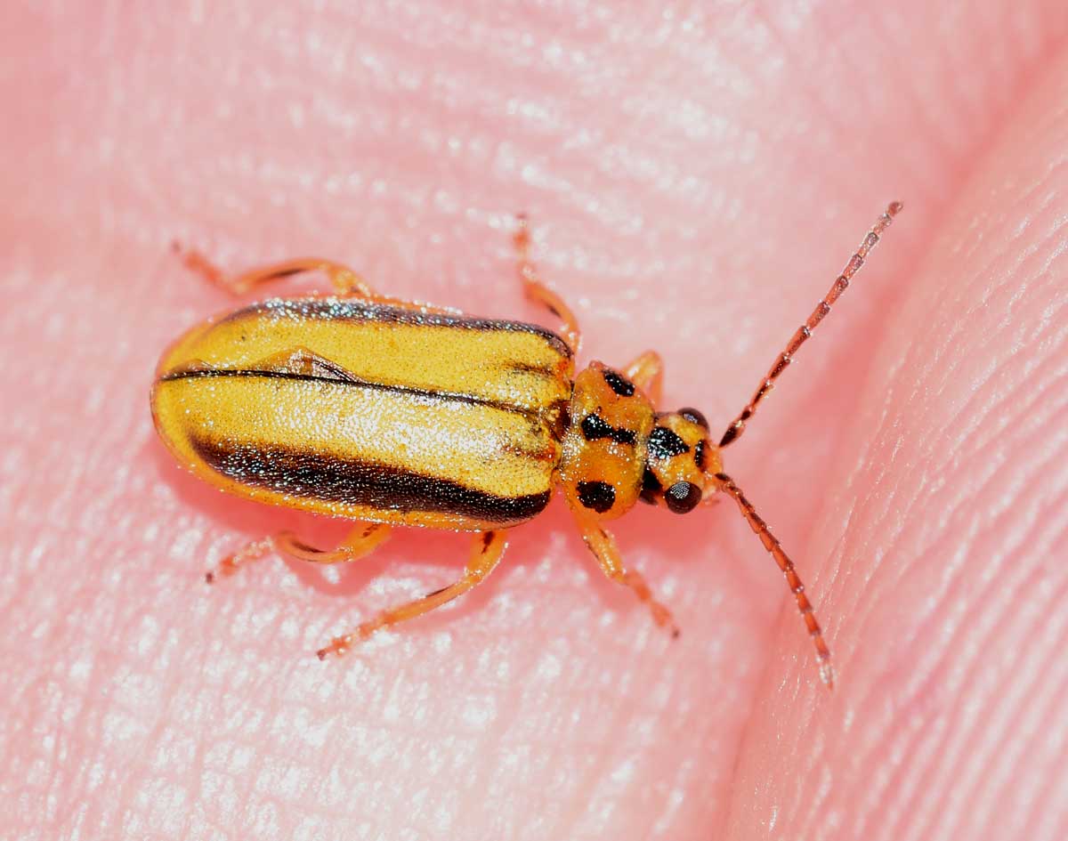 Xanthogaleruca luteola, Chrysomelidae