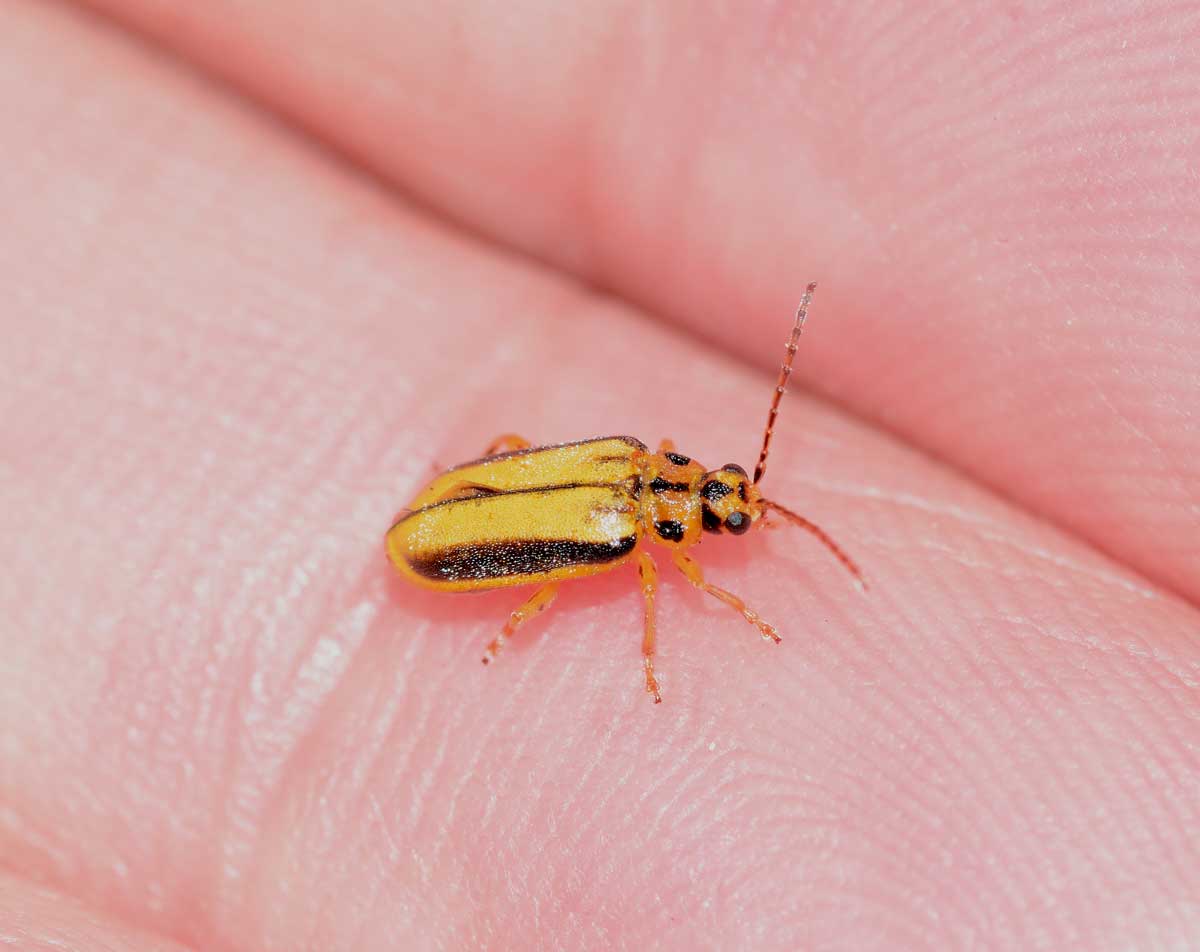 Xanthogaleruca luteola, Chrysomelidae