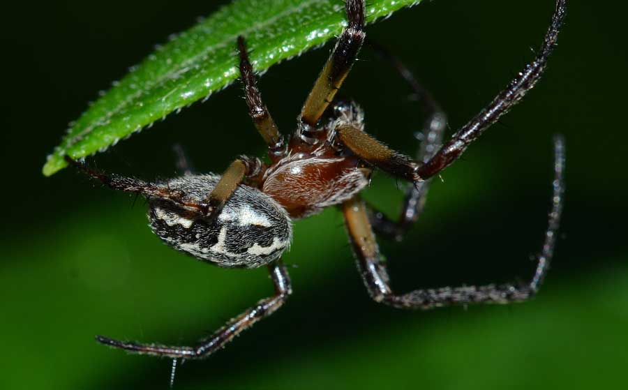 Larinioides cf. cornutus - Novara (NO)