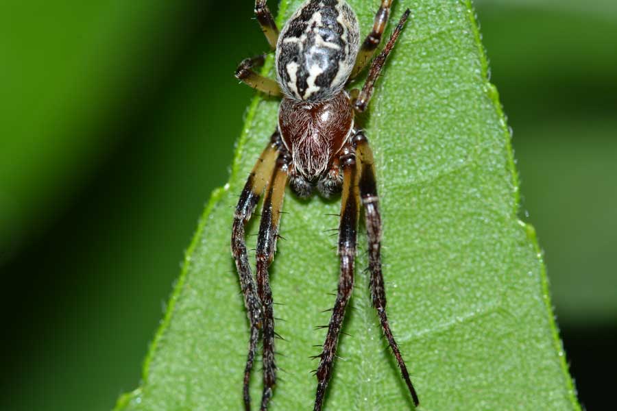 Larinioides cf. cornutus - Novara (NO)