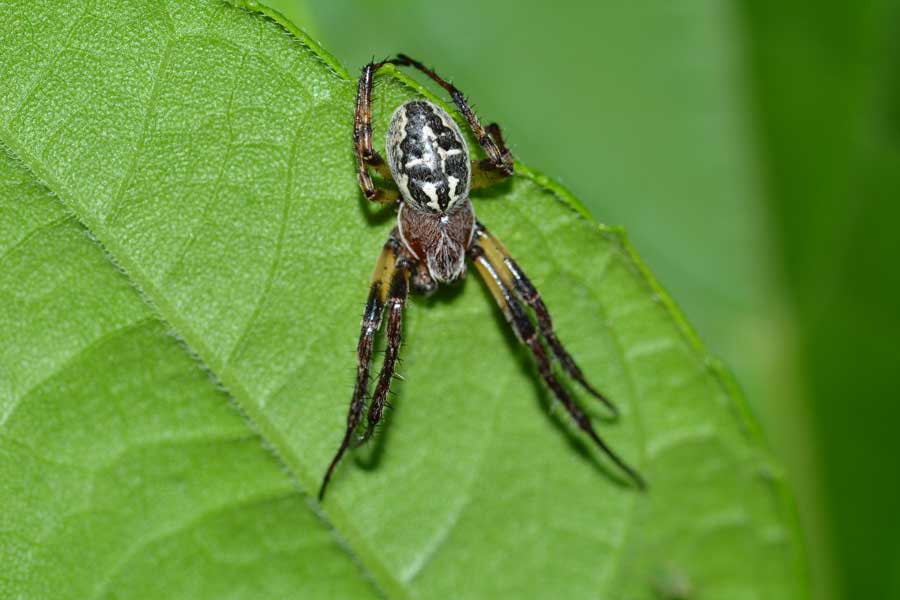 Larinioides cf. cornutus - Novara (NO)