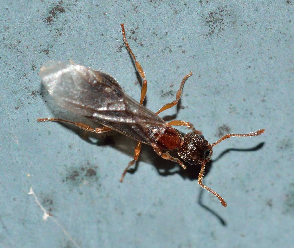 Myrmica sp., regina