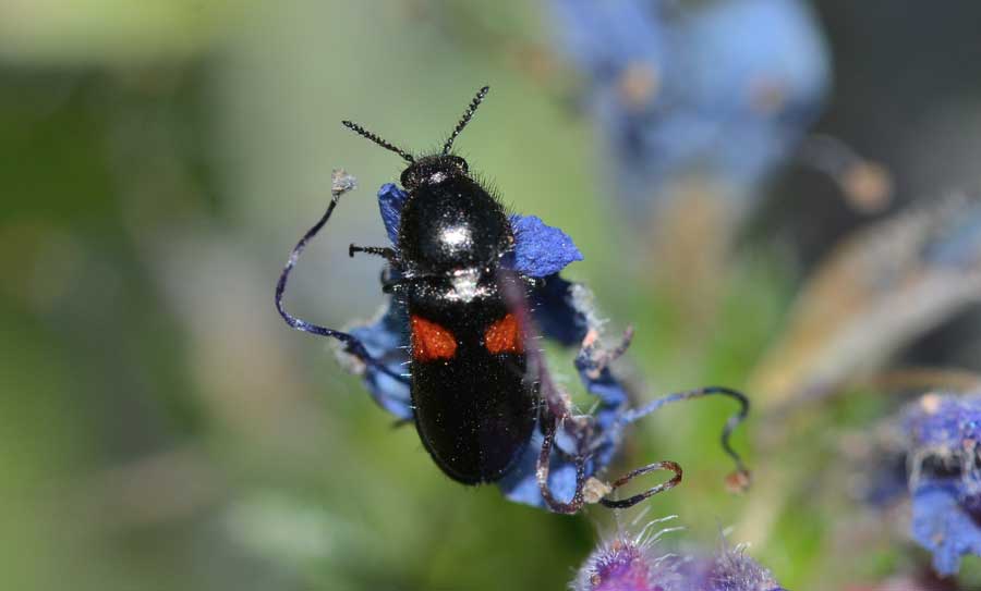 Divales bipustulatus (Dasytidae)