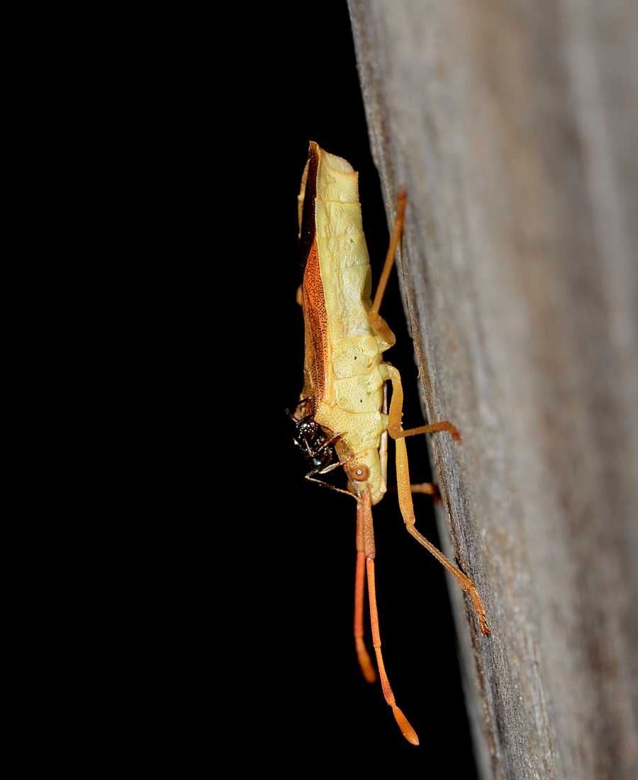 Coreidae:  Gonocerus acuteangulatus