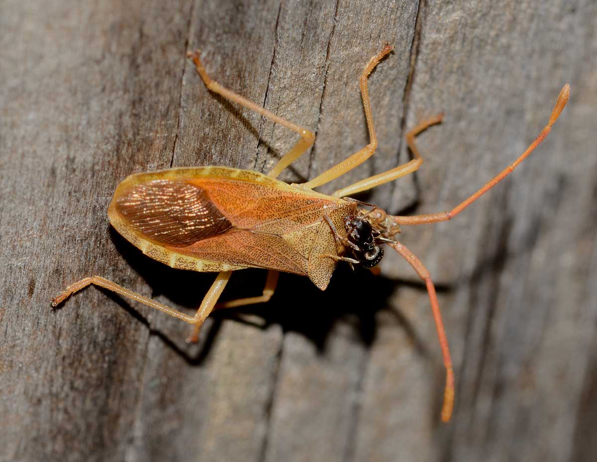 Coreidae:  Gonocerus acuteangulatus