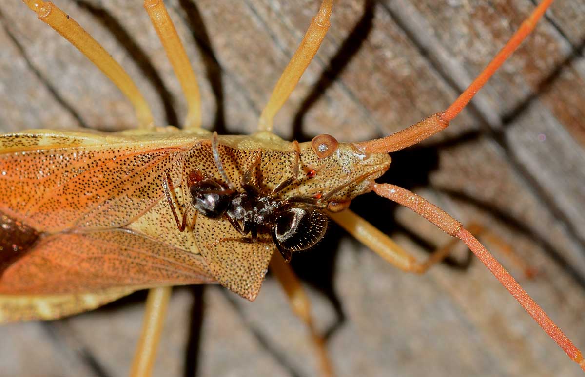 Coreidae:  Gonocerus acuteangulatus