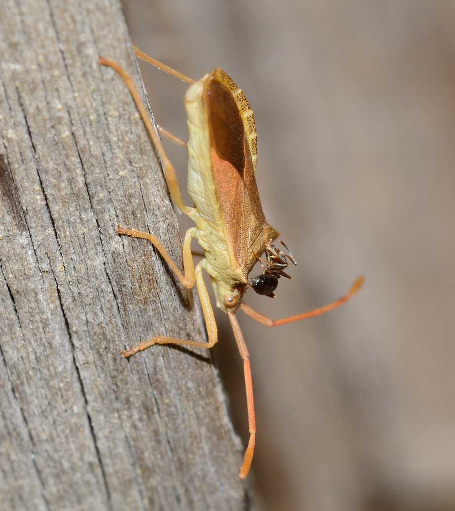 Coreidae:  Gonocerus acuteangulatus