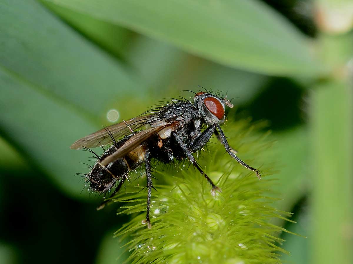 Stevenia sp. (Rhinophoridae)