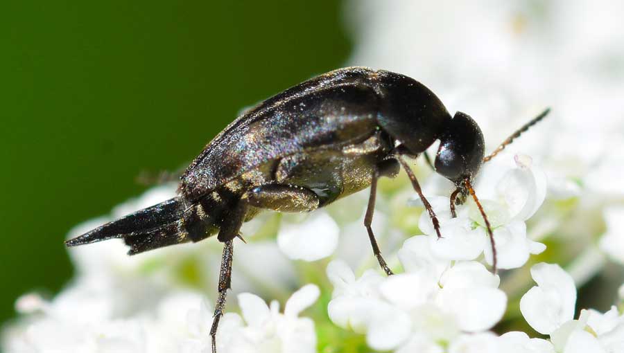 Da identificare: fam. Mordellidae