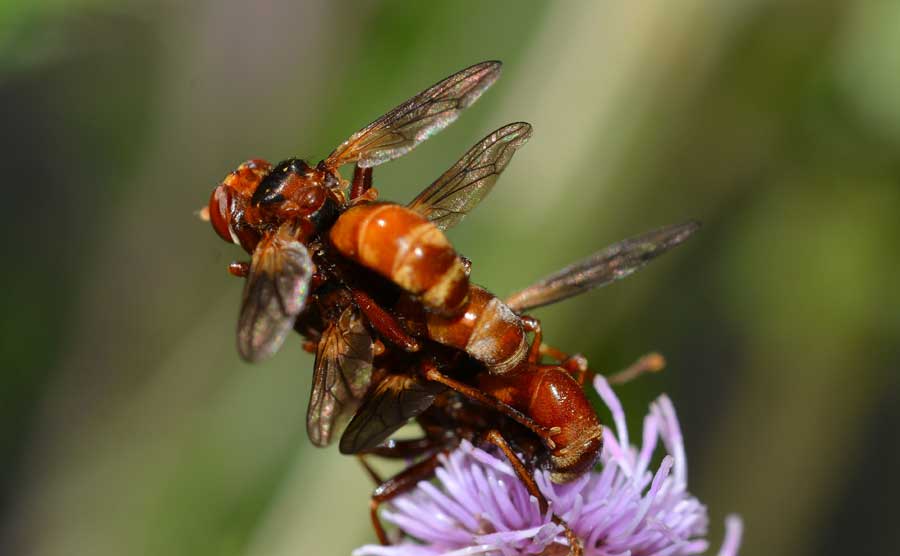 Che trio! Sicus ferrugineus