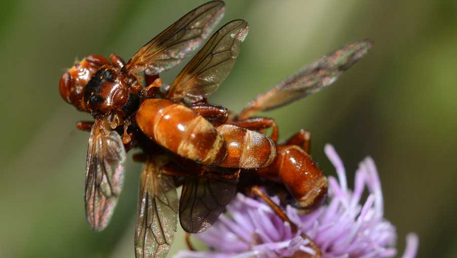 Che trio! Sicus ferrugineus