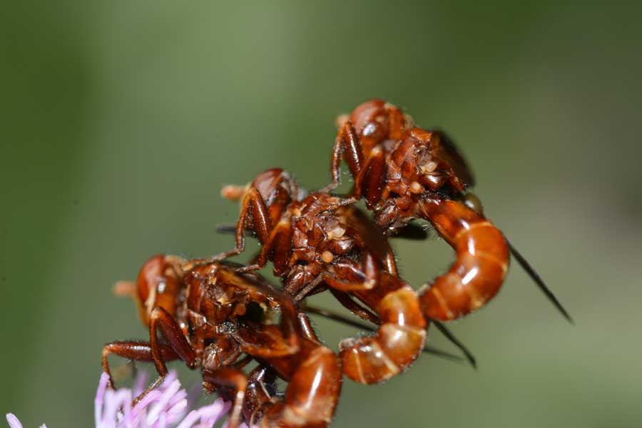 Che trio! Sicus ferrugineus