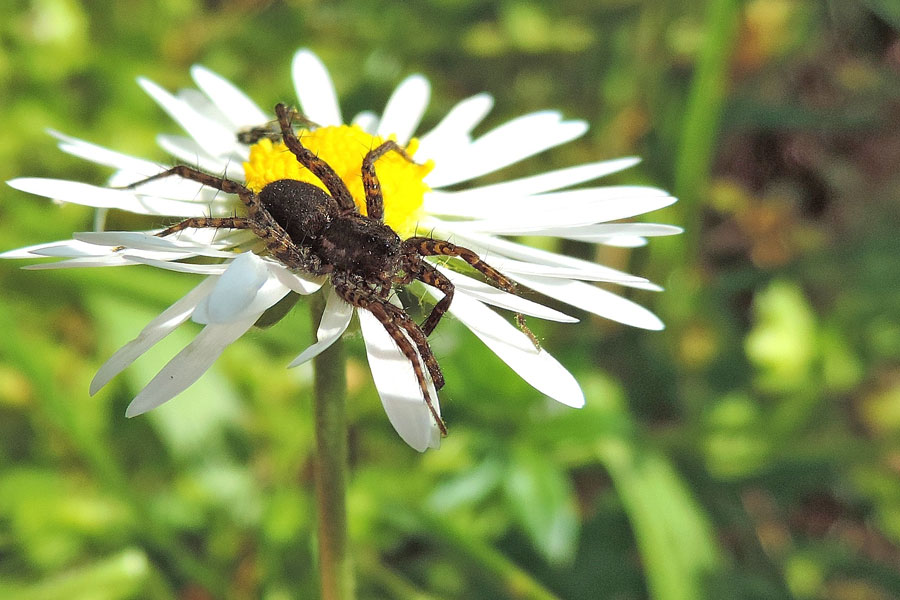 Pardosa sp. - Novara