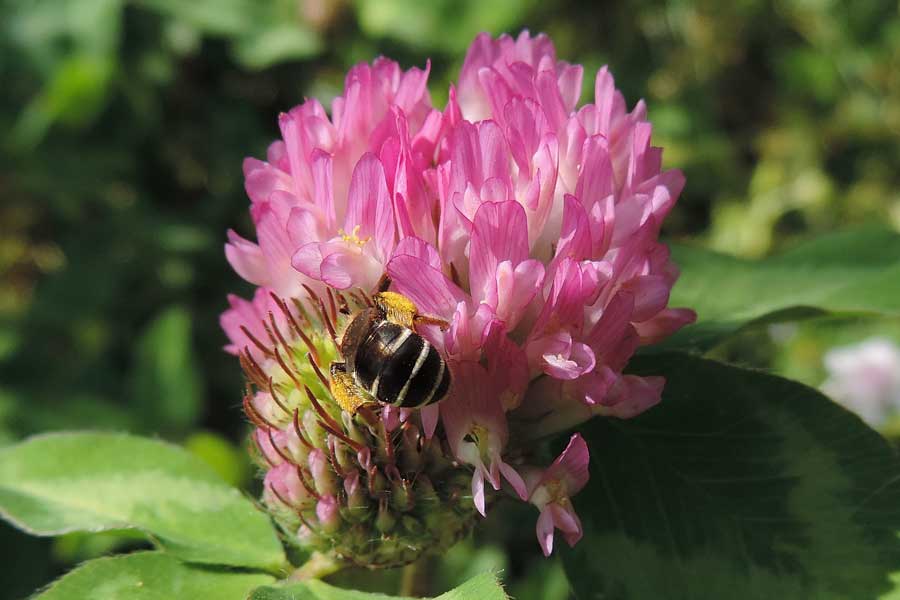 Femmina di Andrena sp.