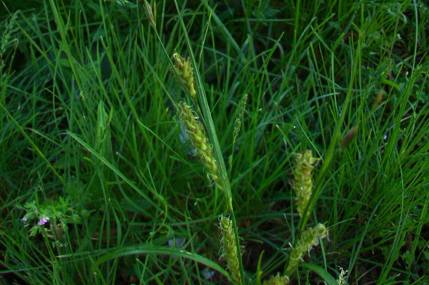 Da identificare - Carex sp.