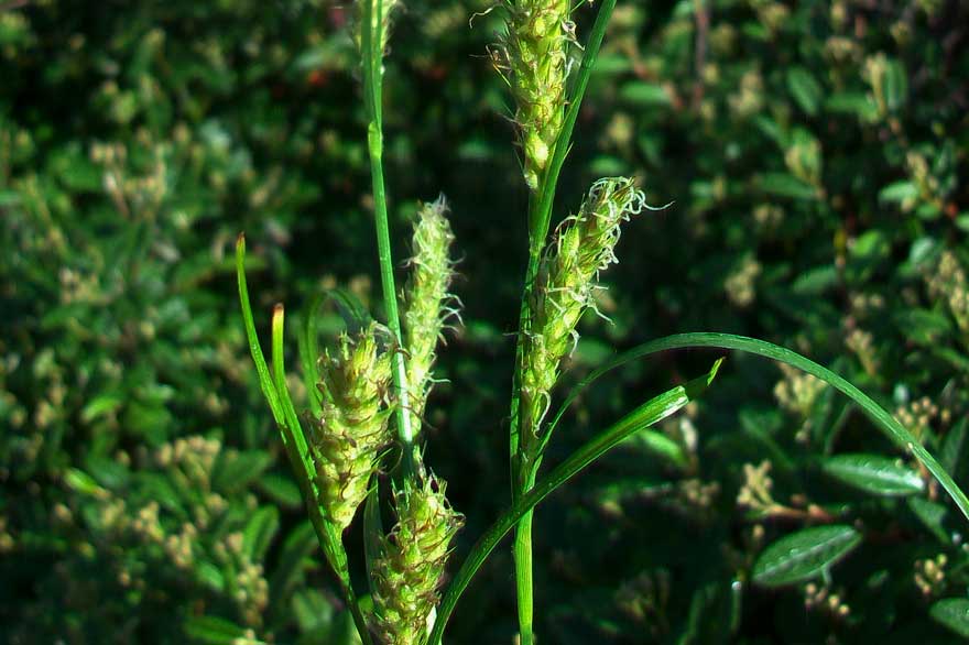 Da identificare - Carex sp.