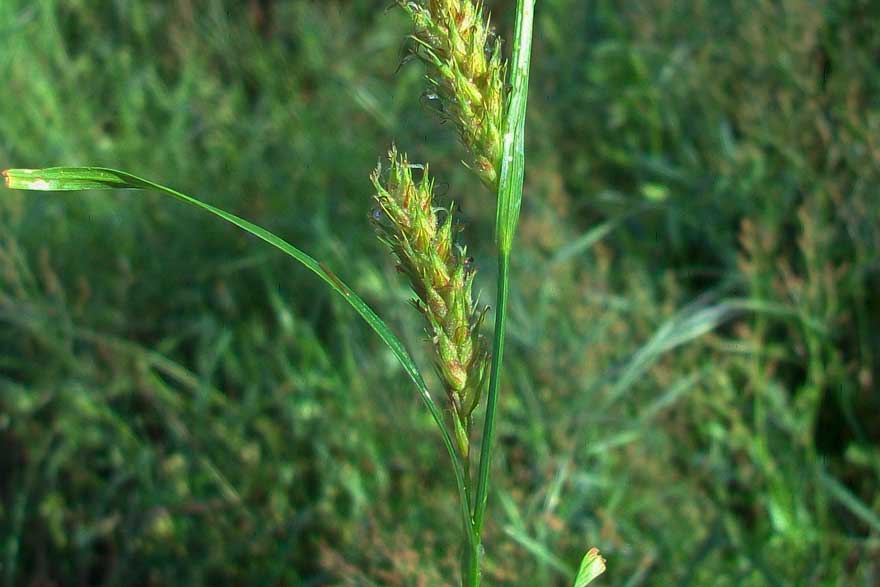 Da identificare - Carex sp.