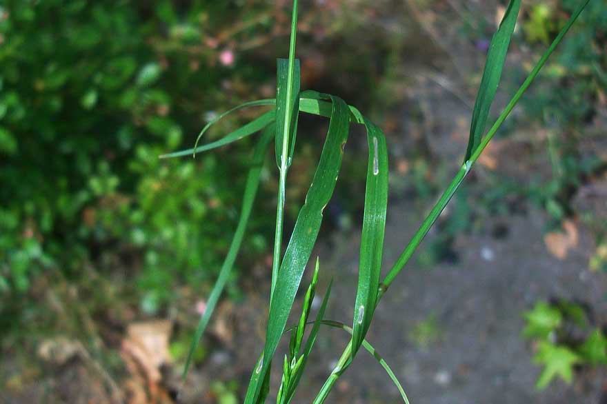 Catapodium rigidum