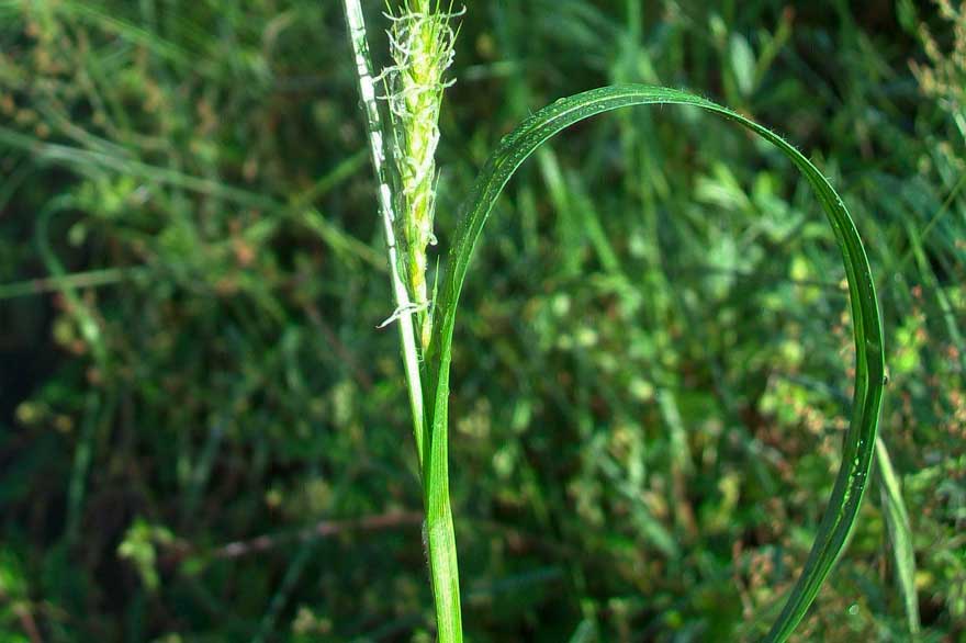 Da identificare - Carex sp.