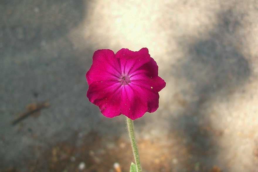 Lychnis coronaria