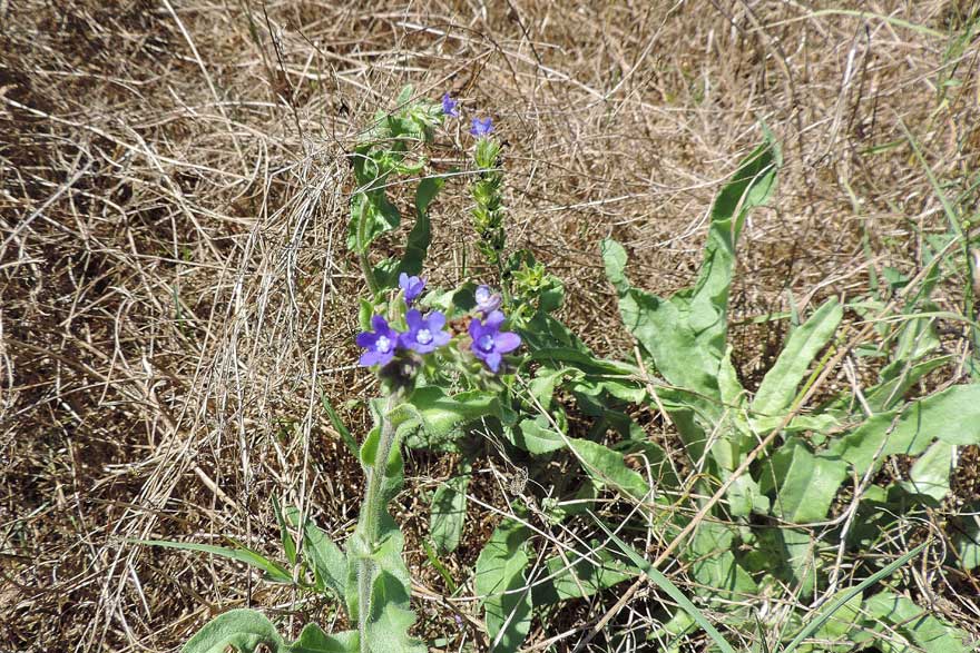 Anchusa officinalis / Buglossa comune