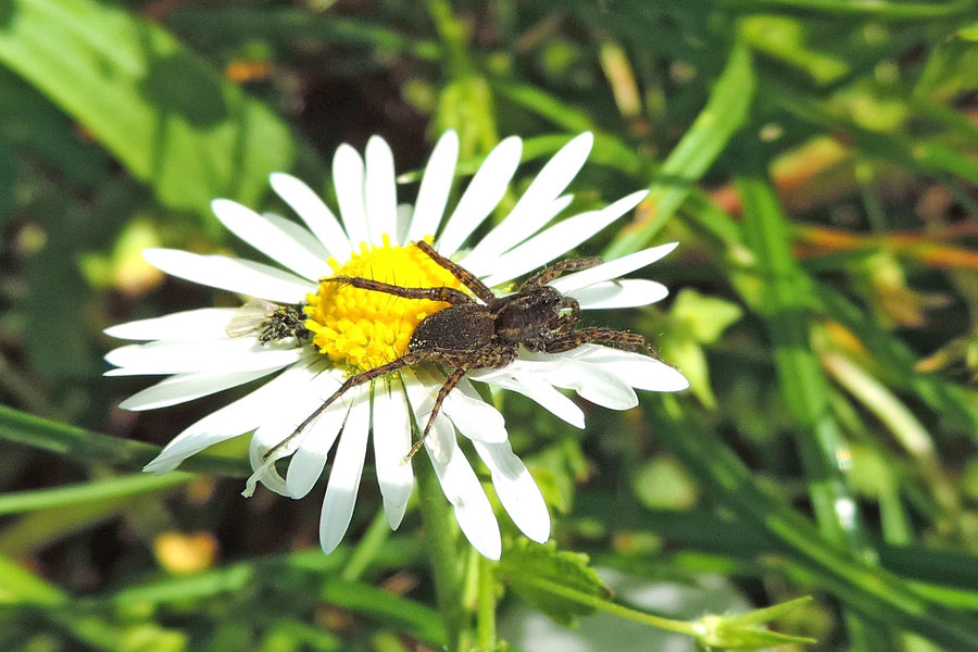 Pardosa sp. - Novara