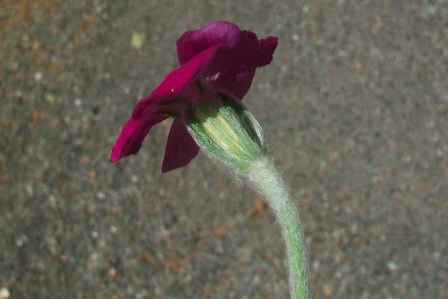 Lychnis coronaria