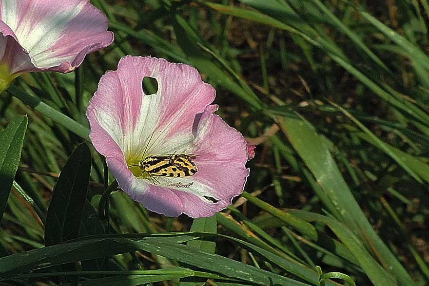 Farfalla da identificare