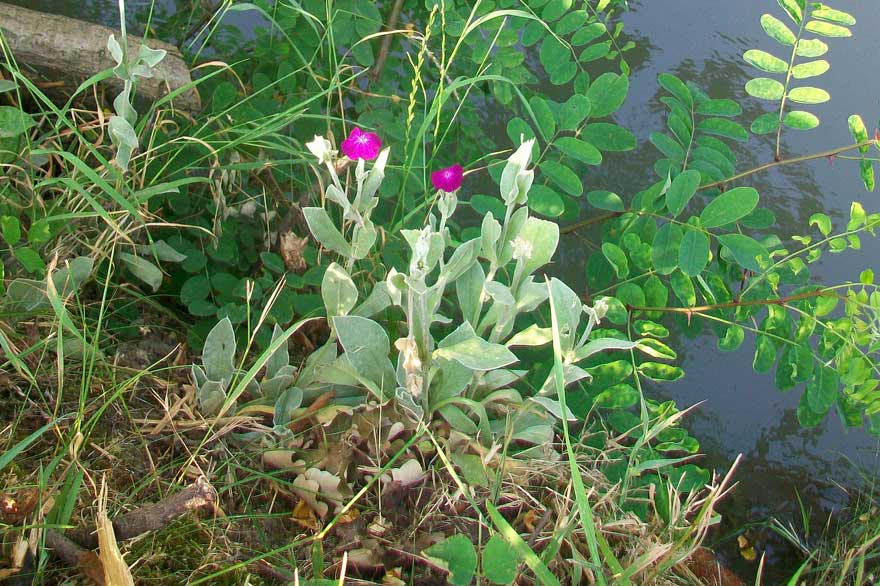 Lychnis coronaria