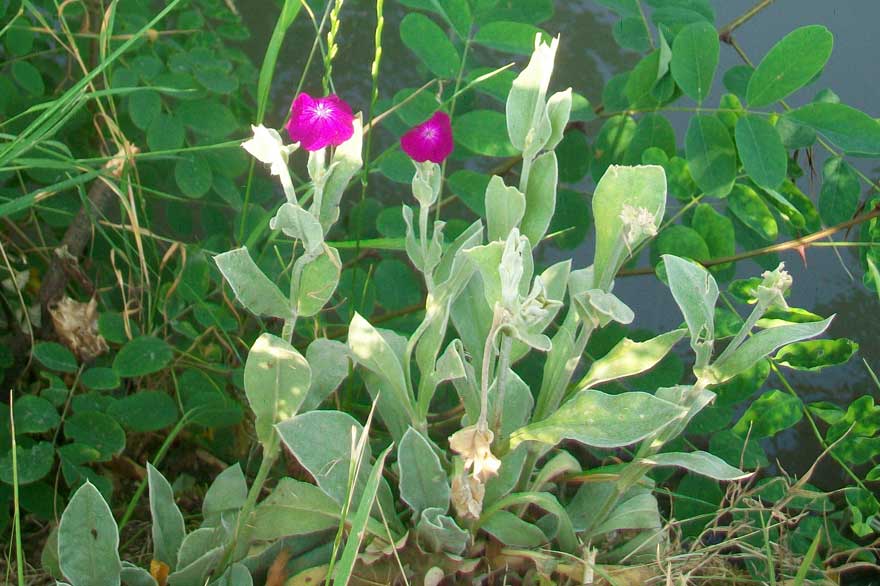 Lychnis coronaria