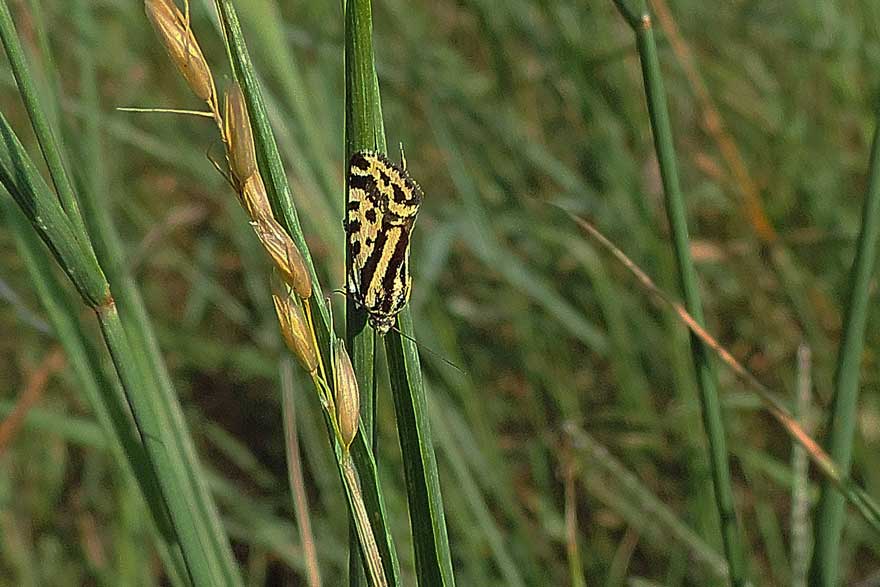 Farfalla da identificare