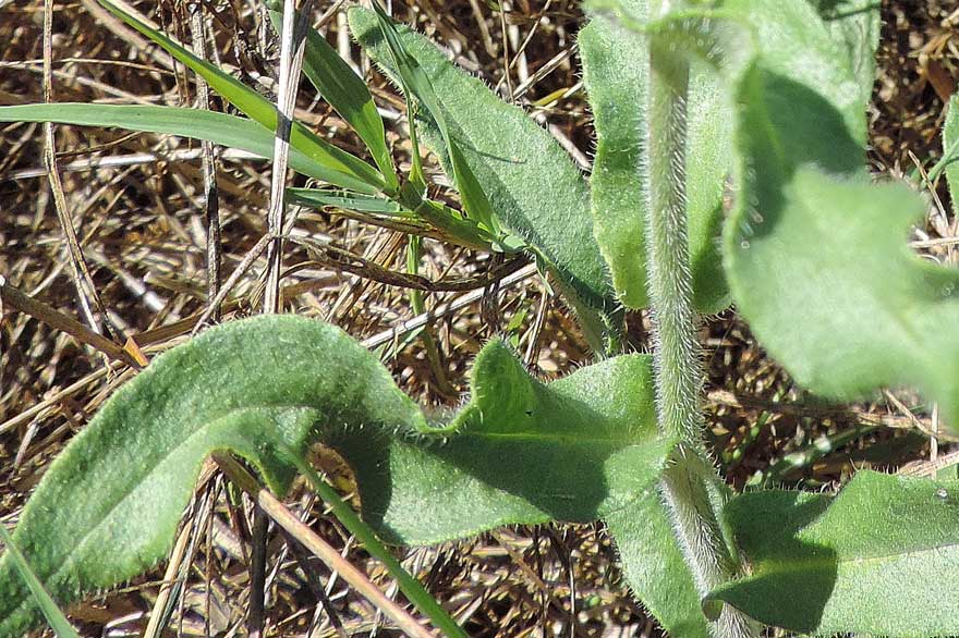 Anchusa officinalis / Buglossa comune