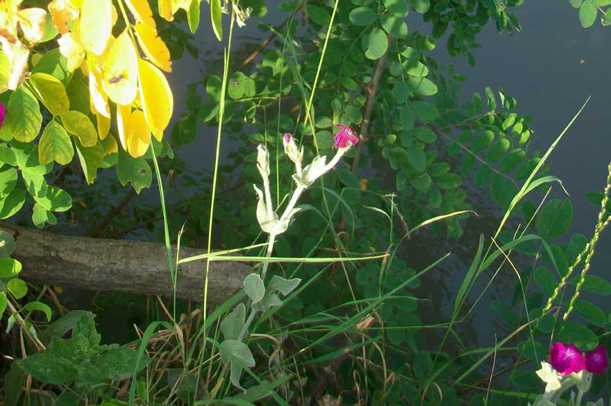 Lychnis coronaria