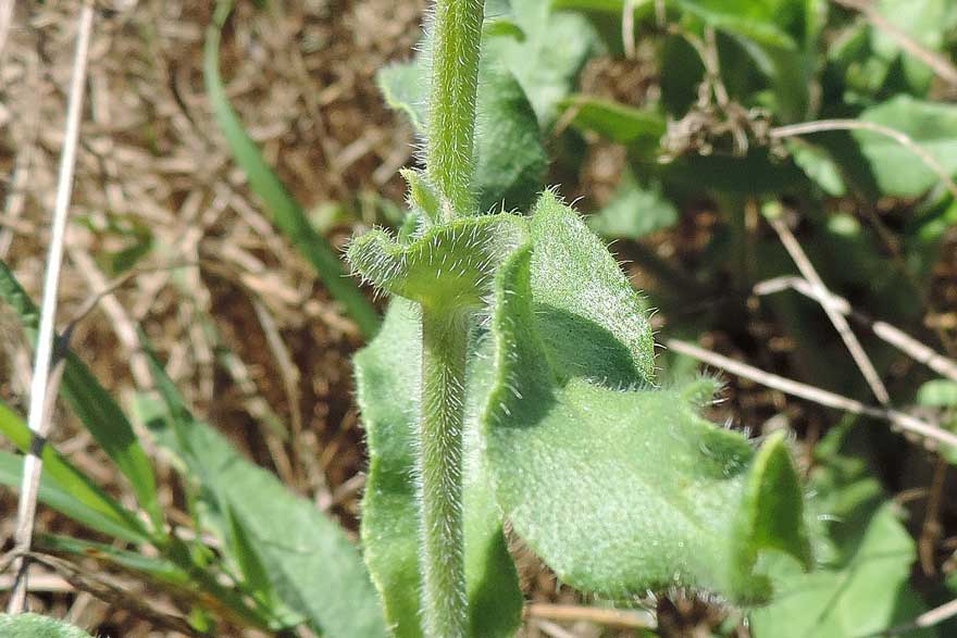 Anchusa officinalis / Buglossa comune