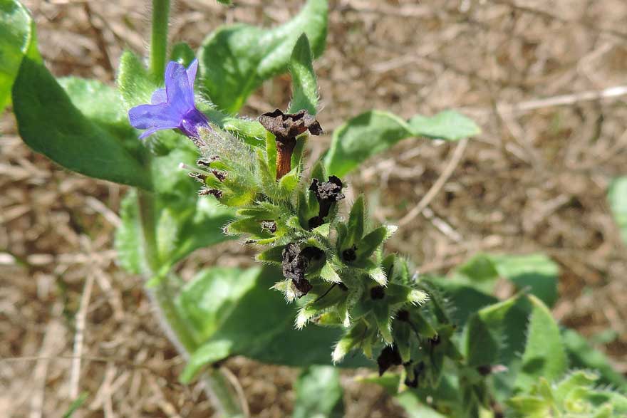 Anchusa officinalis / Buglossa comune