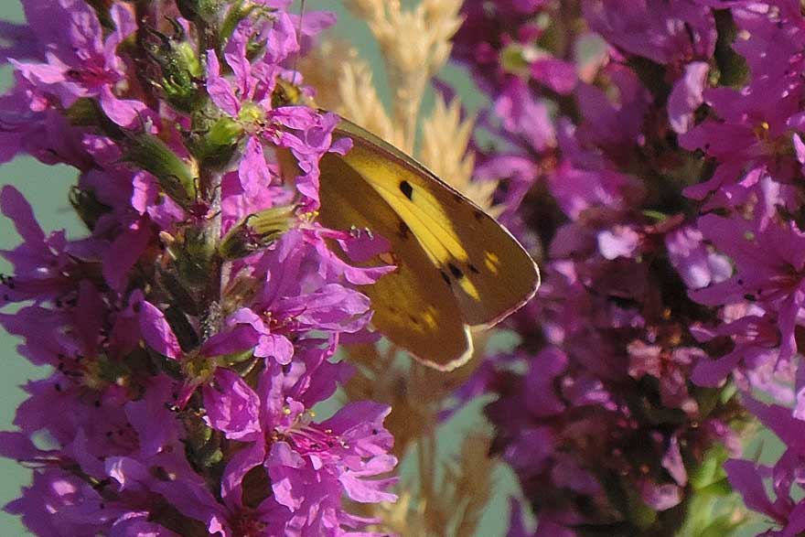 Farfalla da identificare