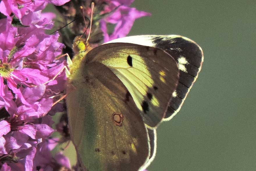 Farfalla da identificare