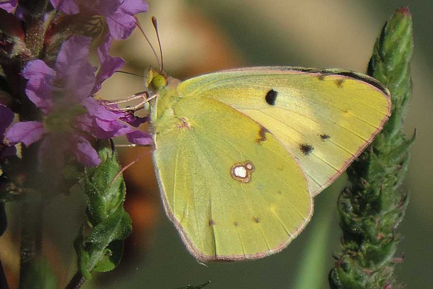 Farfalla da identificare