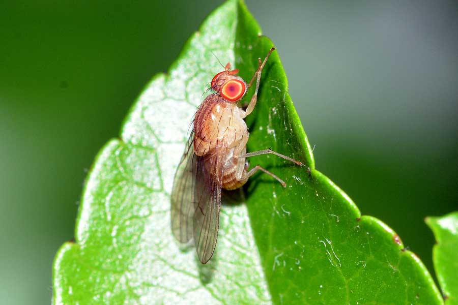 Minettia sp. (Lauxaniidae)