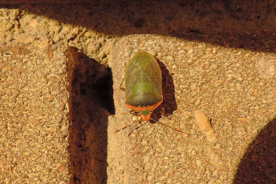 Pentatomidae: Nezara viridula del Piemonte (NO)