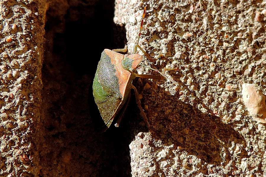 Pentatomidae: Nezara viridula del Piemonte (NO)