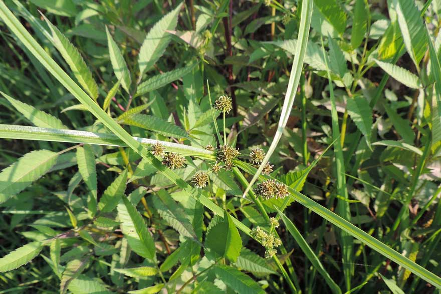 Da identificare, Cyperus difformis?