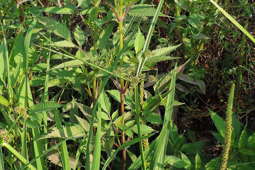 Da identificare, Cyperus difformis?