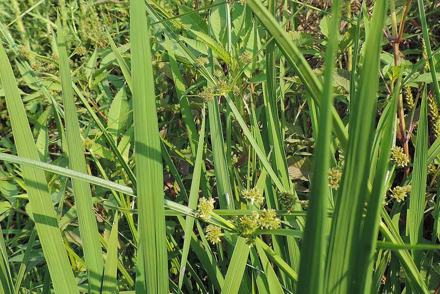 Da identificare, Cyperus difformis?