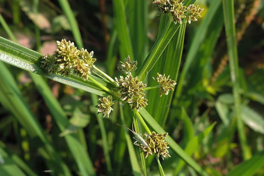 Da identificare, Cyperus difformis?