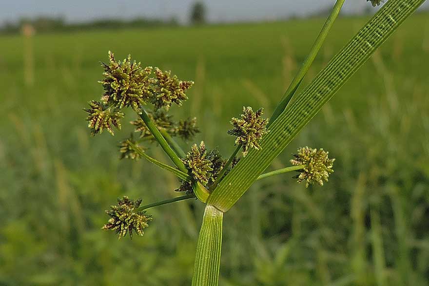 Da identificare, Cyperus difformis?