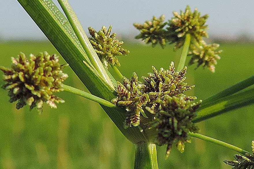 Da identificare, Cyperus difformis?