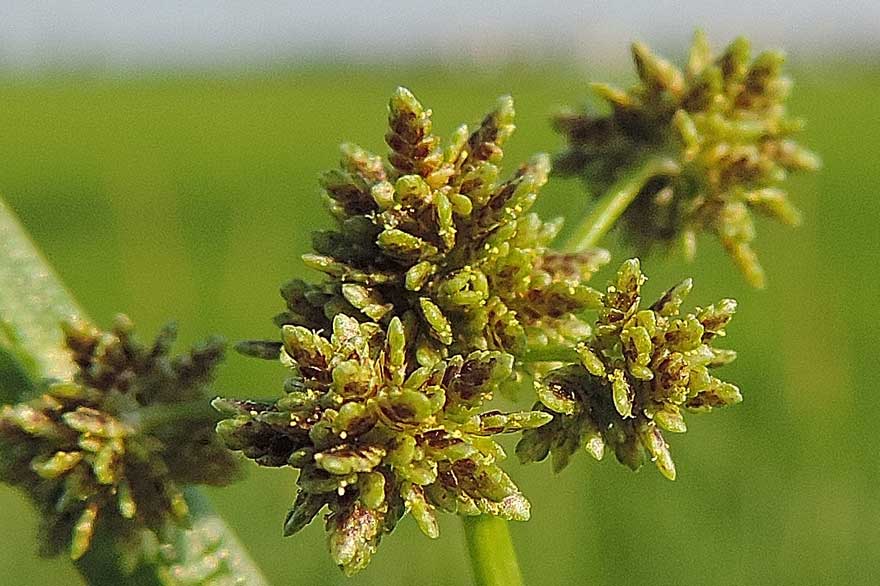 Da identificare, Cyperus difformis?