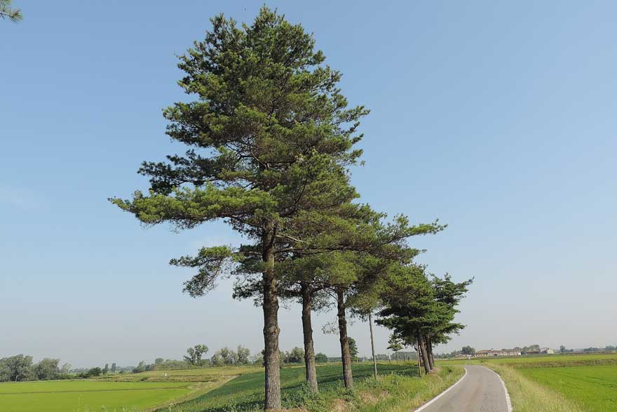 da identificare: Pinus strobus